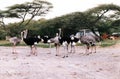 Ostrichs in ethiopia Royalty Free Stock Photo
