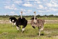 Ostrichs at Etosha National Park Royalty Free Stock Photo
