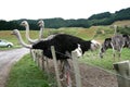 Ostrichs,New Zealand