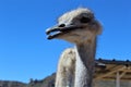 Ostrichs Royalty Free Stock Photo