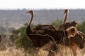 Ostrichs standing on the African savannah on background of tall grass