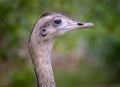 Ostrich looking bird, the Rhea, popular in South America