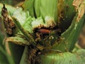 Ostrinia nubilalis, European corn borer\'s pupa in the corn stalk.