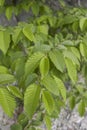 Ostrya carpinifolia branch close up