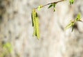 Ostrya carpinifolia buds