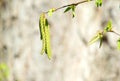 Ostrya carpinifolia buds