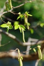 Ostrya carpinifolia buds