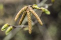 Male catkins of Ostrya carpinifolia