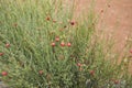 Osyris alba plants in summer