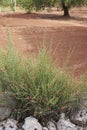 Osyris alba plants in summer