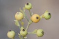 Osyris alba wild broom green and red autumnal berries according to maturation with the peduncle on a homogeneous green background