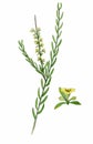 Osyris plant illustration (Osyris alba) Royalty Free Stock Photo
