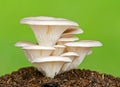 Osyster Mushroom