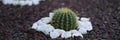 ot of beautiful little cactus grows in flower bed with stones around