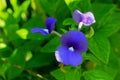 Otacanthus caeruleus, beautiful blue flowers