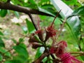 Otaheite apple flower in the garden