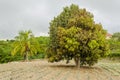 Otaheite Apple Tree With Young Leaves Royalty Free Stock Photo