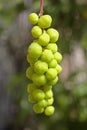 Otaheite gooseberry, star gooseberry