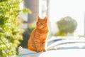 Otange Tabby cat sitting outside in sunset light. Royalty Free Stock Photo