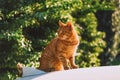 Otange Tabby cat sitting outside in sunset light. Royalty Free Stock Photo