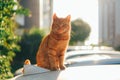 Otange Tabby cat sitting outside in sunset light. Royalty Free Stock Photo