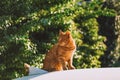 Otange Tabby cat sitting outside in sunset light. Royalty Free Stock Photo