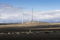 Otar of sheep with a shepherd and windmills. Peaceful rural landscape Royalty Free Stock Photo