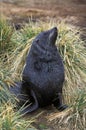 OTARIE A FOURRURE ANTARCTIQUE arctocephalus gazella Royalty Free Stock Photo