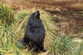 OTARIE A FOURRURE ANTARCTIQUE arctocephalus gazella Royalty Free Stock Photo