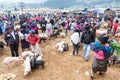 Otavalo Animal Market Activity