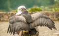 OTAVALO, ECUADOR - MAY 29, 2018: A black-chested Buzzard eagle lands on the gloved hand of a bird handler at Condor Park