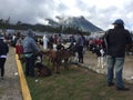 Otavalo, Ecuador, 28-6-2019: People selling cows at the famous animal market of otavalo