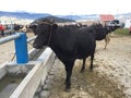 Otavalo, Ecuador, 28-6-2019: People selling cows at the famous animal market of otavalo