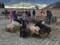 Otavalo, Ecuador, 28-6-2019: People selling pigs at the famous animal market of otavalo