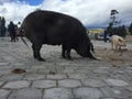 Otavalo, Ecuador, 28-6-2019: People selling pigs at the famous animal market of otavalo