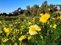 Otay valley regional park Royalty Free Stock Photo