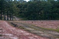 22,Otc,2016 - pink grass in pine forest in Dalat- Lam Dong- Vietnam Royalty Free Stock Photo