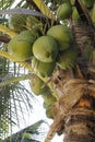 Other close-up of cluster of green coconuts