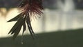 Other Close up flower drop water, slow motion flower, nature landscape after a day raining / toma cercana de flor, gotas de agua