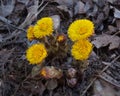 One of the first spring flowers - Tussilago farfara, commonly known as coltsfoot