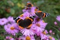 three red admiral butterflies on chrysanthemum flowers