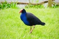 The pukeko is a large, conspicious rail found throughout New Zealand.