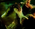 other nudi in the darkness of the sea