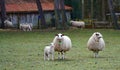 Two ewes and a lamb. Royalty Free Stock Photo
