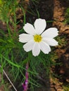 Very beautiful flowers.white Rose.We each love flowers very much.