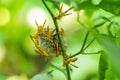 The other wasps in the nest prepare the cells for egg laying