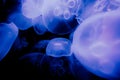 Other-worldly, luminous jellyfish float in the blackness of the deep ocean. Royalty Free Stock Photo