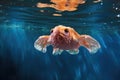 otherworldly dumbo octopus hovering mid-water