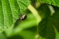 Otiorrhynchus ligustici bug feeding on a green leaf in a garden, pests, insects