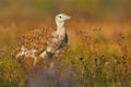 Otis tarda - Great Bustard Royalty Free Stock Photo